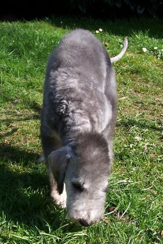 Arc-en-ciel Arlequin 06.04 (2).JPG